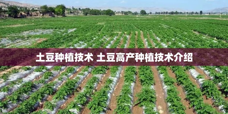 土豆种植技术 土豆高产种植技术介绍