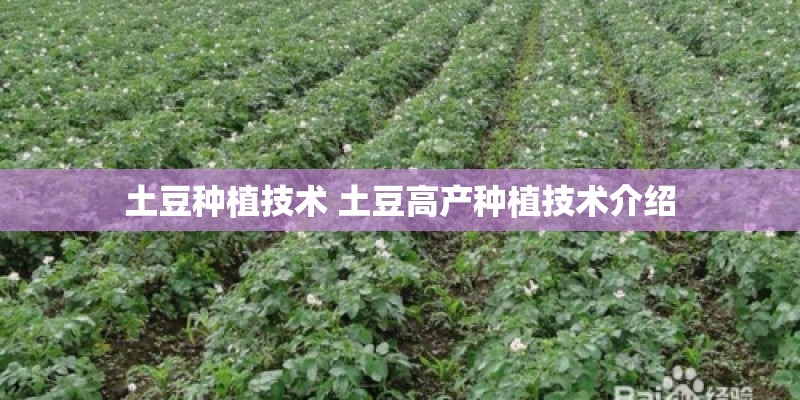 土豆种植技术 土豆高产种植技术介绍