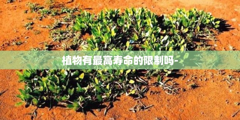 植物有最高寿命的限制吗-