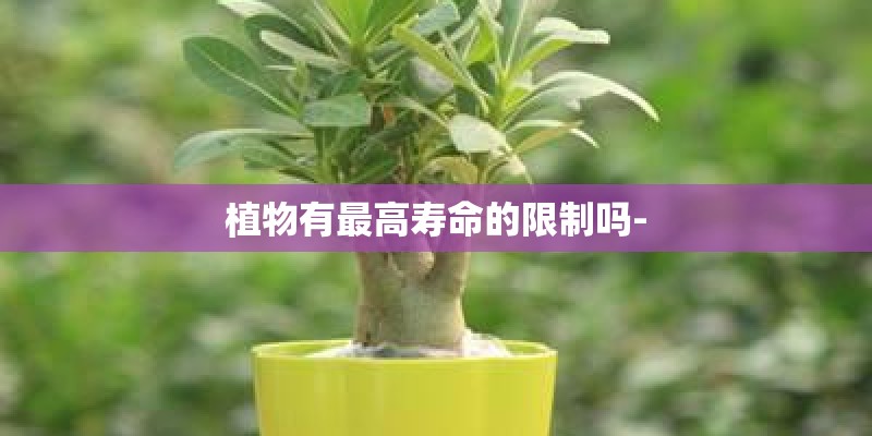 植物有最高寿命的限制吗-