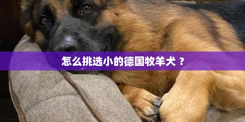 怎么挑选小的德国牧羊犬 ？