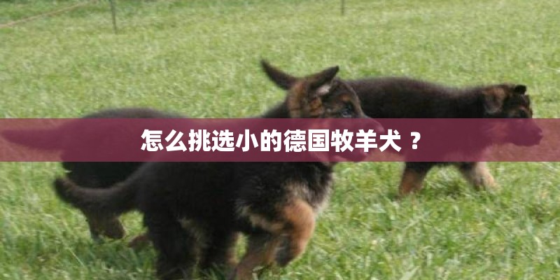 怎么挑选小的德国牧羊犬 ？