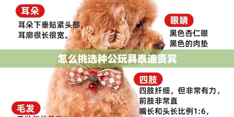 怎么挑选种公玩具泰迪贵宾