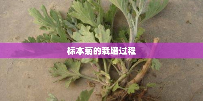 标本菊的栽培过程