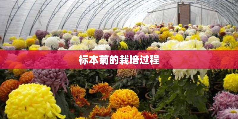 标本菊的栽培过程