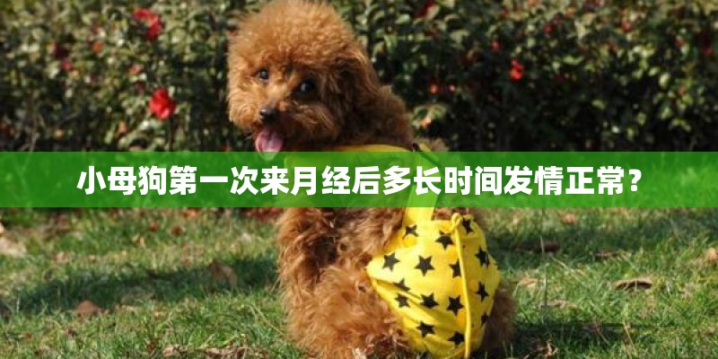 小母狗第一次来月经后多长时间发情正常？