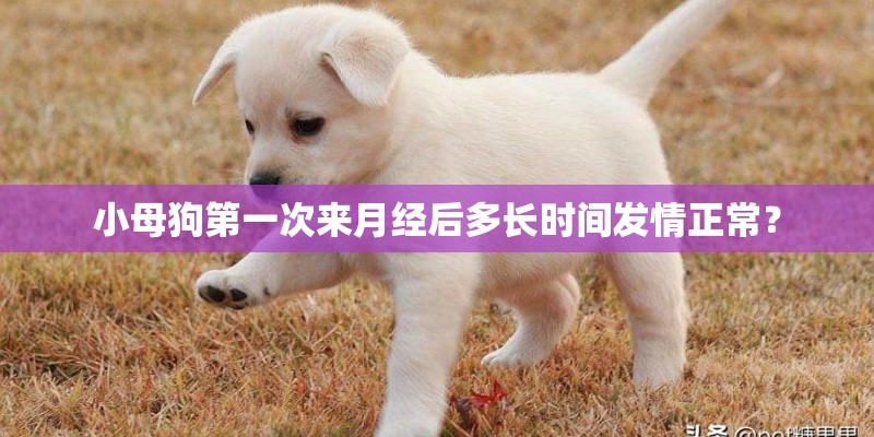 小母狗第一次来月经后多长时间发情正常？