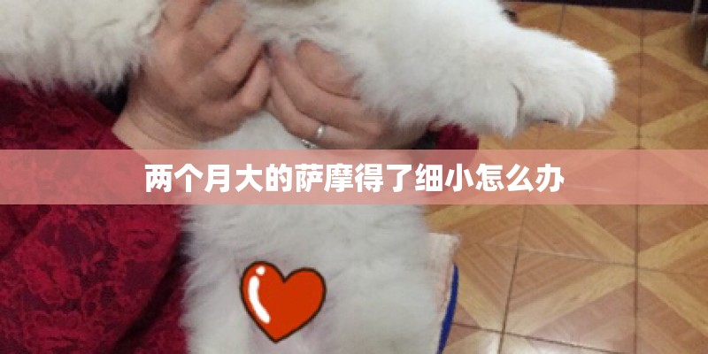 两个月大的萨摩得了细小怎么办