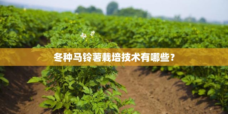冬种马铃薯栽培技术有哪些？