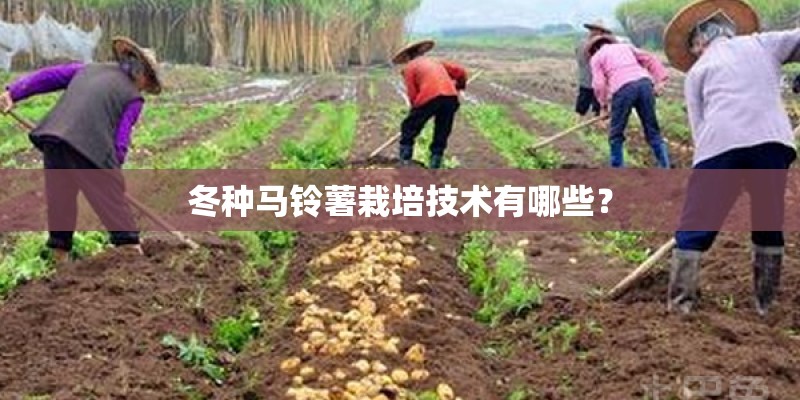 冬种马铃薯栽培技术有哪些？