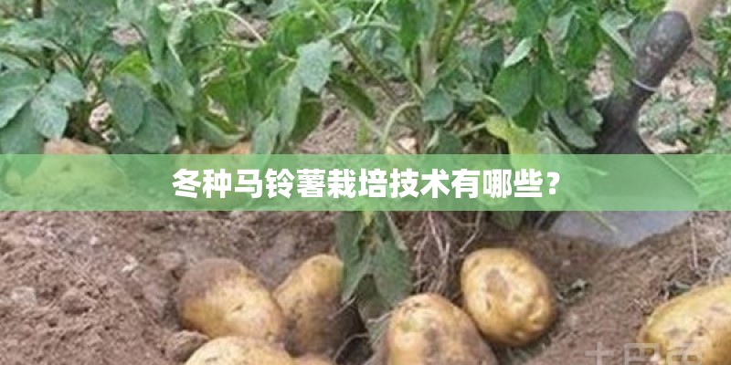 冬种马铃薯栽培技术有哪些？