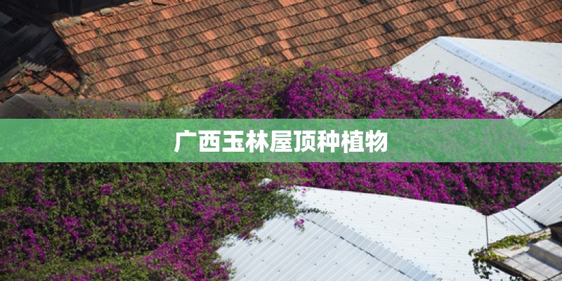广西玉林屋顶种植物