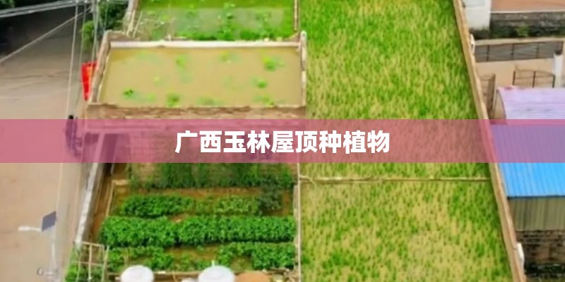 广西玉林屋顶种植物