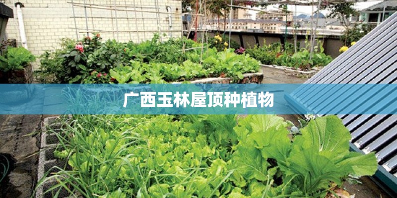 广西玉林屋顶种植物