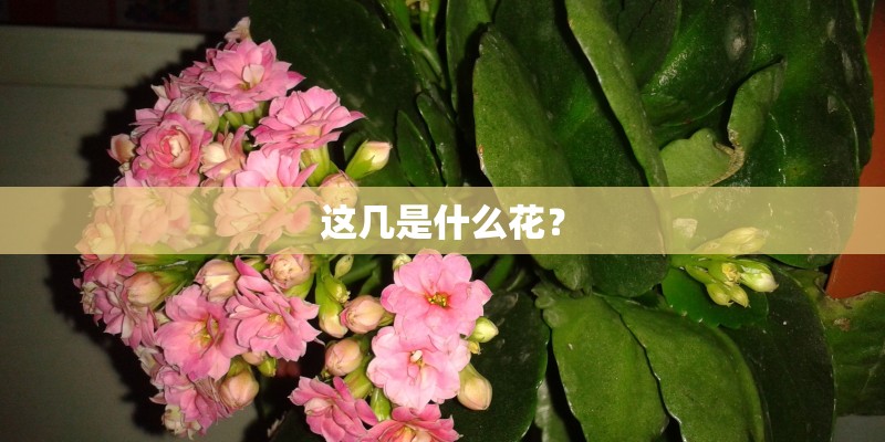 这几是什么花？