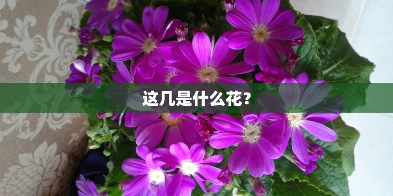 这几是什么花？