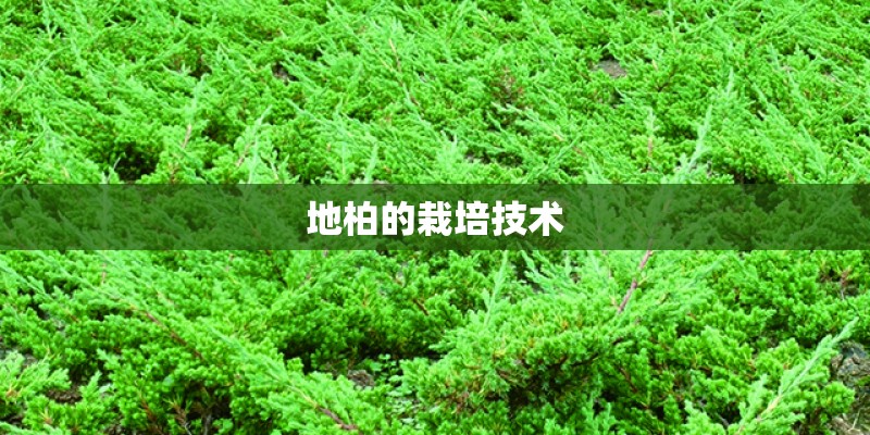 地柏的栽培技术