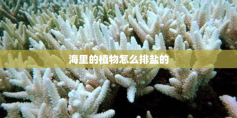 海里的植物怎么排盐的