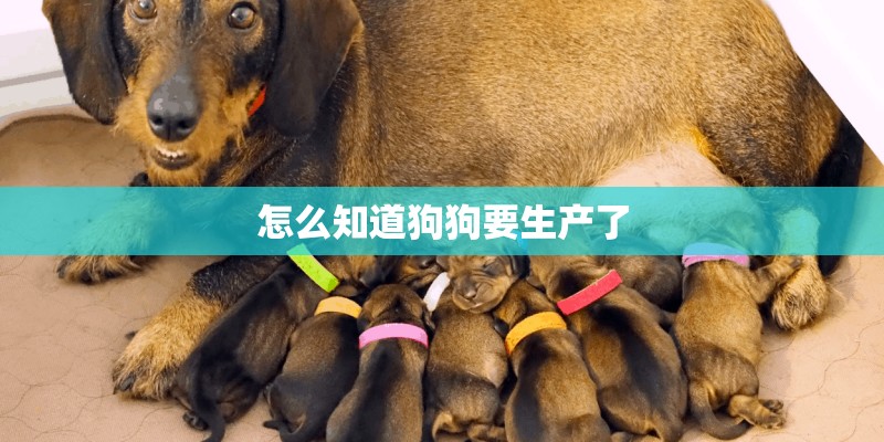 怎么知道狗狗要生产了