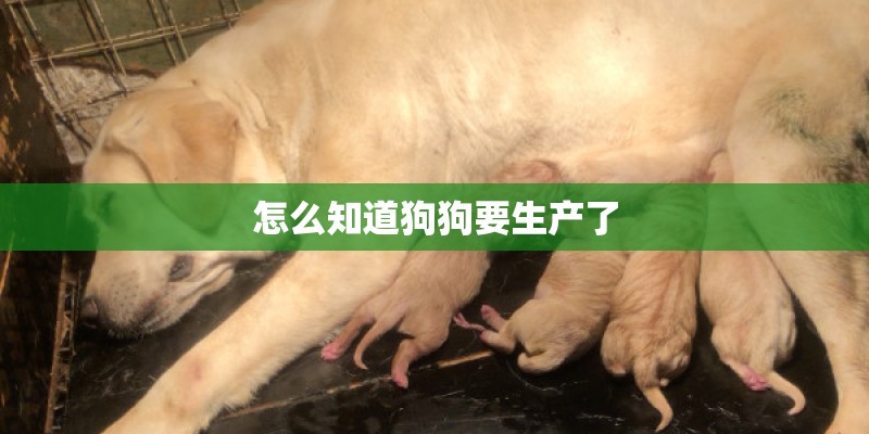 怎么知道狗狗要生产了