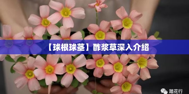 【球根球茎】酢浆草深入介绍
