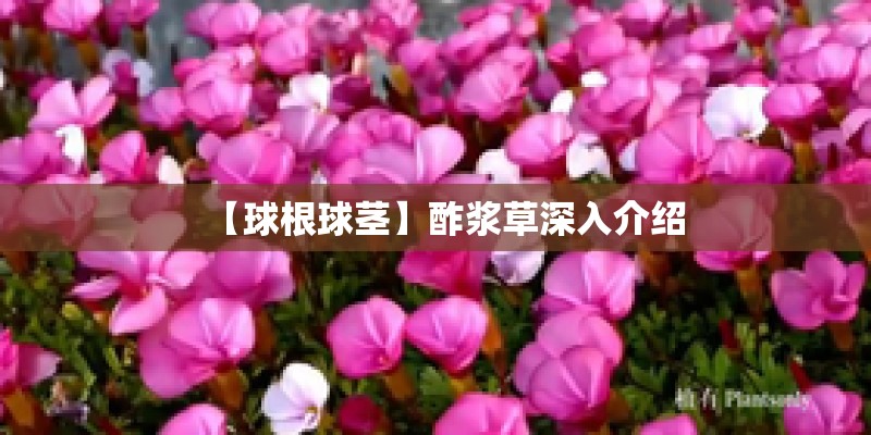 【球根球茎】酢浆草深入介绍