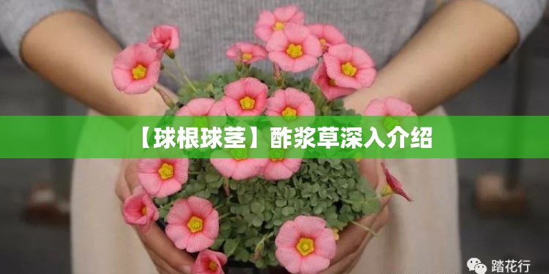 【球根球茎】酢浆草深入介绍