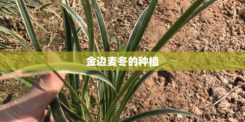 金边麦冬的种植