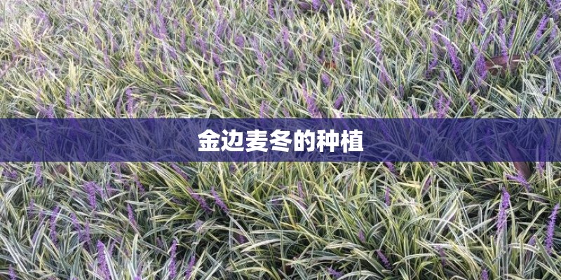 金边麦冬的种植