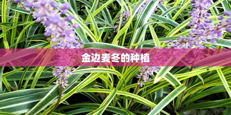 金边麦冬的种植