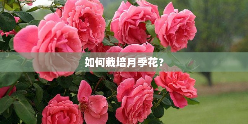 如何栽培月季花？