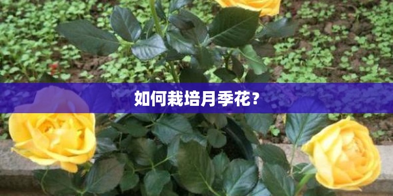 如何栽培月季花？
