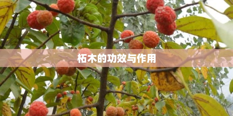 柘木的功效与作用