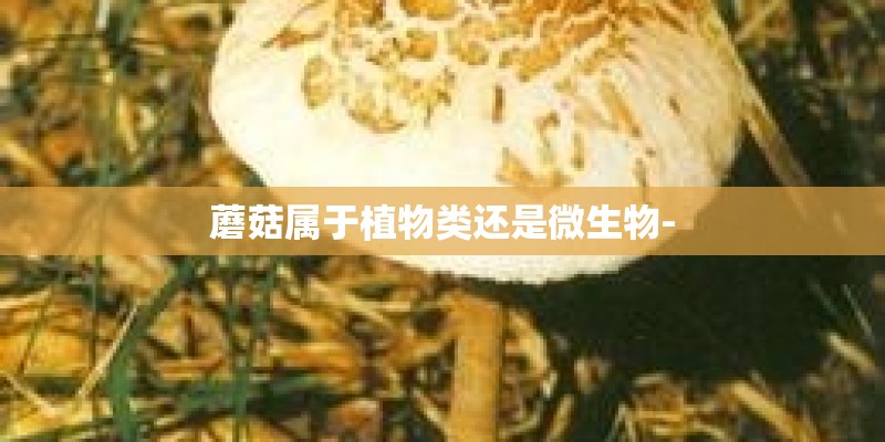 蘑菇属于植物类还是微生物-