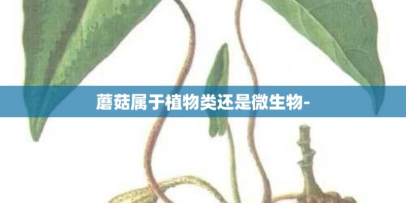 蘑菇属于植物类还是微生物-