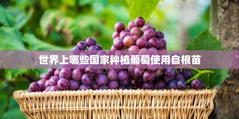 世界上哪些国家种植葡萄使用自根苗