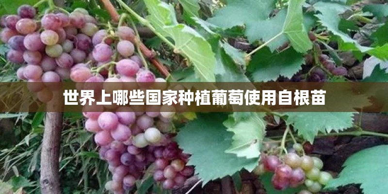 世界上哪些国家种植葡萄使用自根苗