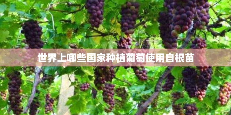 世界上哪些国家种植葡萄使用自根苗