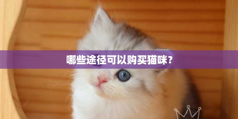哪些途径可以购买猫咪？