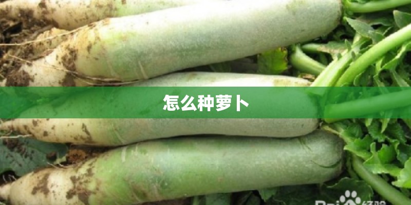 怎么种萝卜