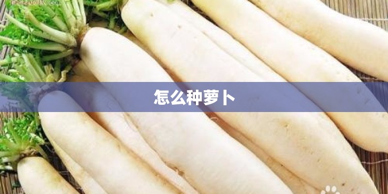 怎么种萝卜