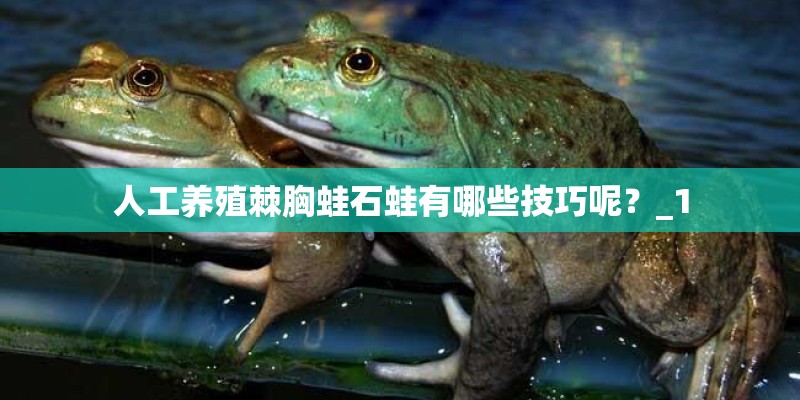 人工养殖棘胸蛙石蛙有哪些技巧呢？_1