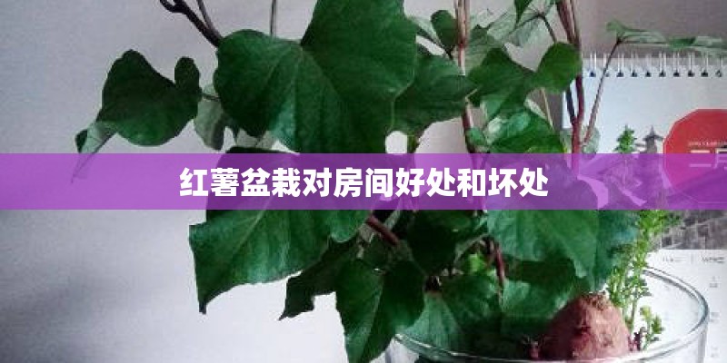 红薯盆栽对房间好处和坏处