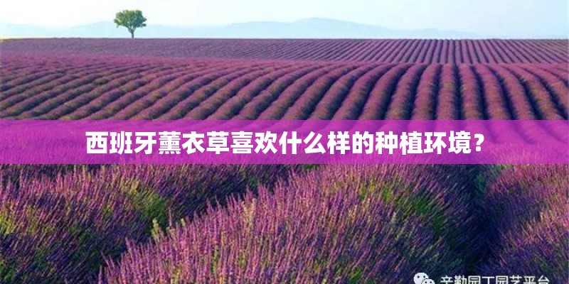 西班牙薰衣草喜欢什么样的种植环境？