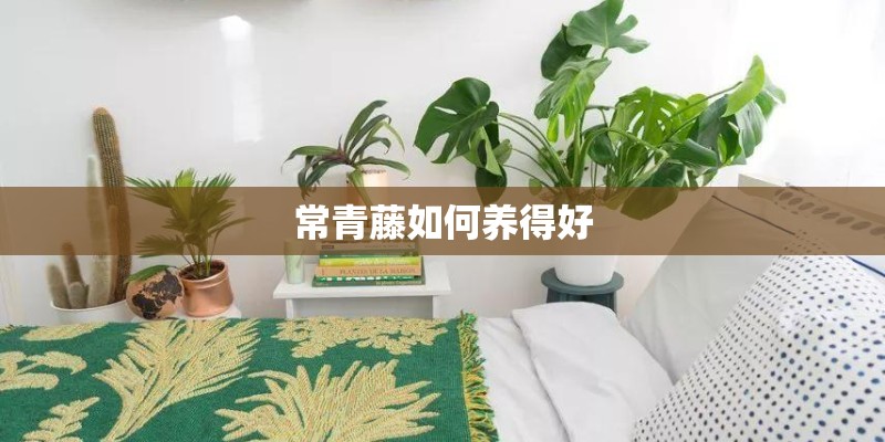常青藤如何养得好