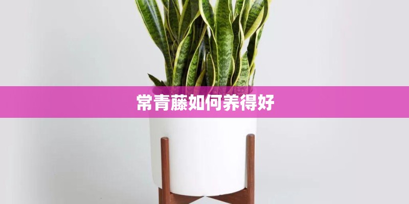 常青藤如何养得好