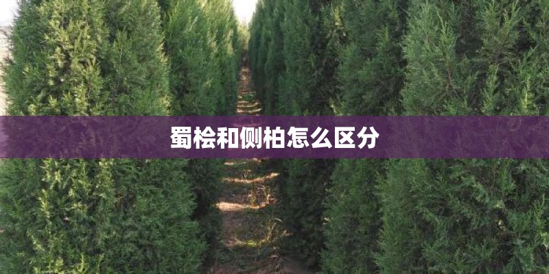 蜀桧和侧柏怎么区分