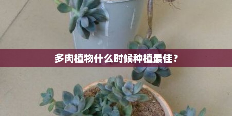 多肉植物什么时候种植最佳？