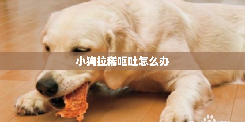 小狗拉稀呕吐怎么办