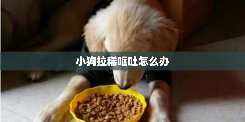小狗拉稀呕吐怎么办